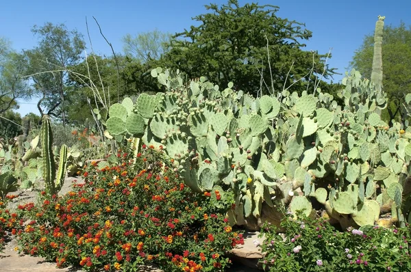 Kaktusy w pustyni w Nevadzie — Zdjęcie stockowe