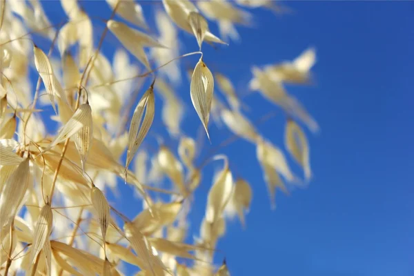 Cereale contro il cielo blu — Foto Stock