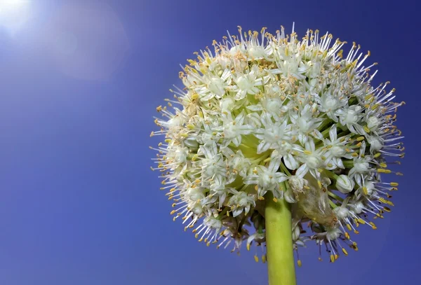 Flower in the form of a ball — Stock Photo, Image