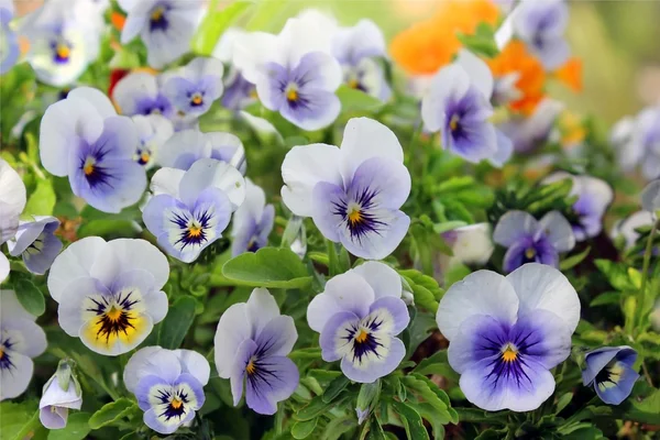 Pensies Blumen — Stockfoto