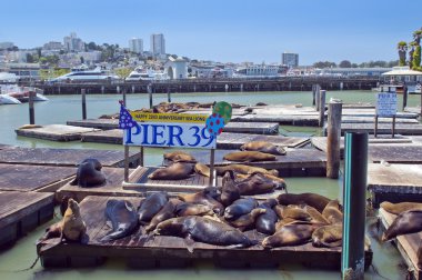 Sleeping seals at the port of San Francisco clipart