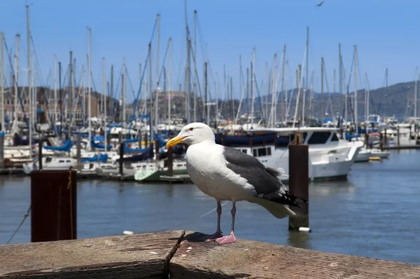 Seagull and yachts — Stock Photo, Image