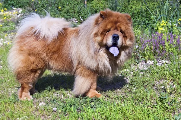 Junge chow chow — Stockfoto