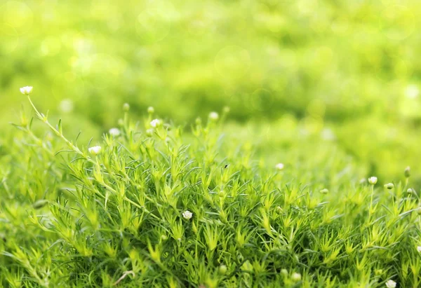 Tappeto di erba verde — Foto Stock
