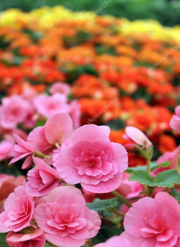 Begonia rosa claro flores fotos de stock, imágenes de Begonia rosa claro  flores sin royalties | Depositphotos