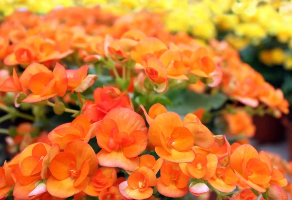 Flores de begônia ruivas brilhantes — Fotografia de Stock