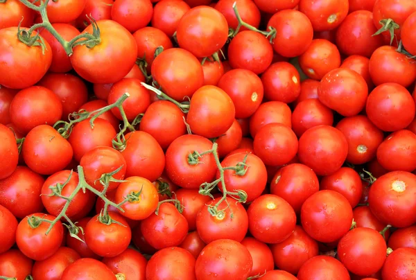 Røde tomater - Stock-foto