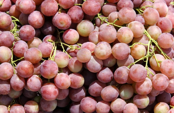 Ramo de uvas rojas — Foto de Stock