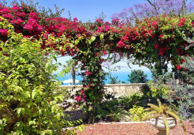 Pergola with blooming bougainvillea clipart