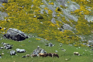 Pirene Dağları'nda inek sürüsü