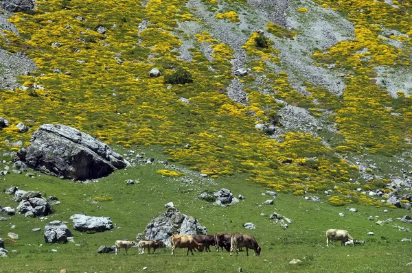 Rinderherde in den Pyrenäen — Stockfoto
