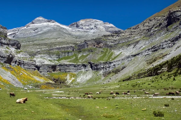 Landschaft mit grasenden Kühen — Stockfoto