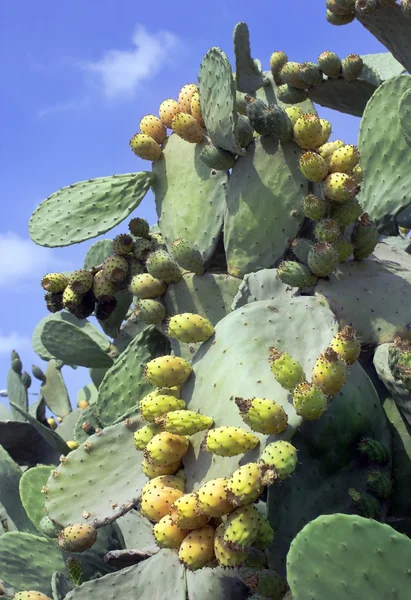 Plody kaktusu opuntia — Stock fotografie