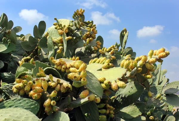 Owoc kaktusa opuntia — Zdjęcie stockowe