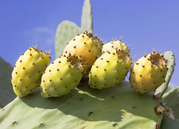 Fruit cactus Opuntia — Stockfoto