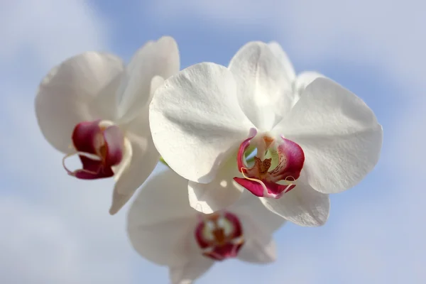 Weiße Orchidee mit lila Herz — Stockfoto