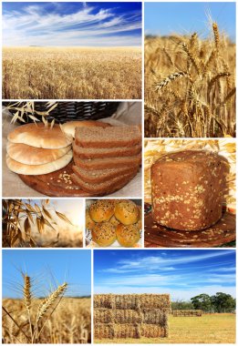 Collage of traditional bread, wheat and cereal