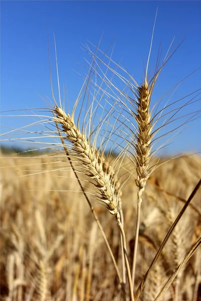 Колючки спелой пшеницы — стоковое фото