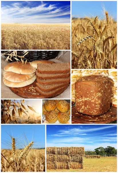 Colagem de pão tradicional, trigo e cereais — Fotografia de Stock