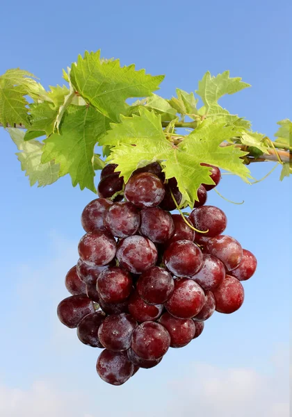 En gruppe røde druer – stockfoto