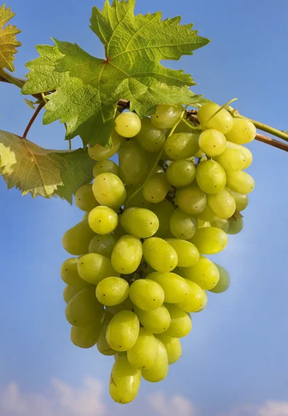 Groene tros druiven — Stockfoto