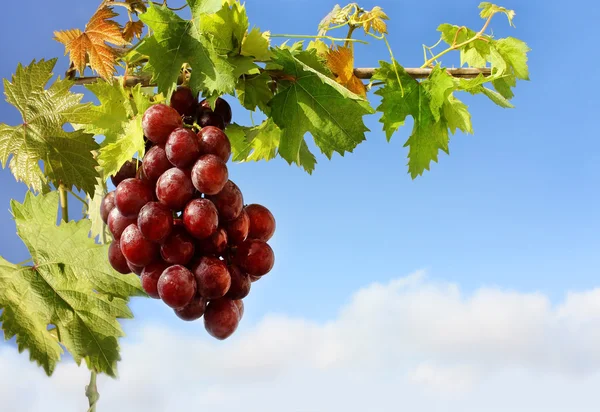 Røde druer – stockfoto