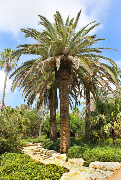 Palm grove