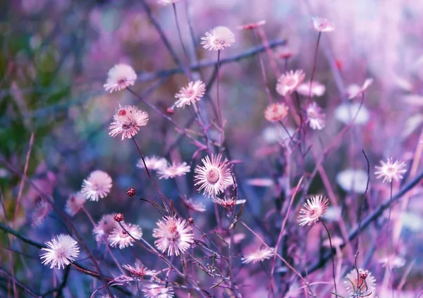 Ovanliga blommor bakgrund — Stockfoto