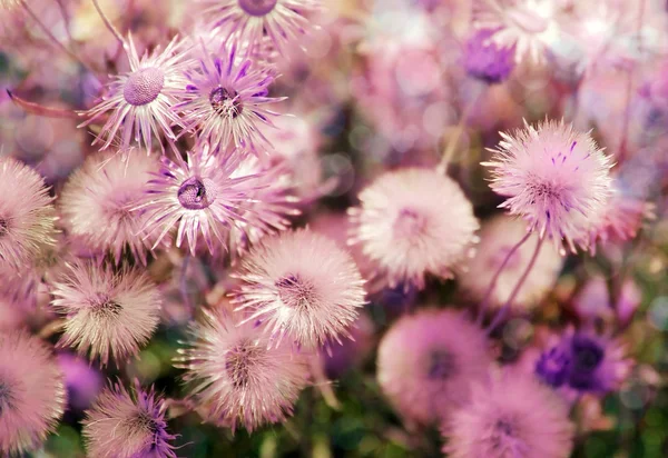 美しい野生の花 — ストック写真