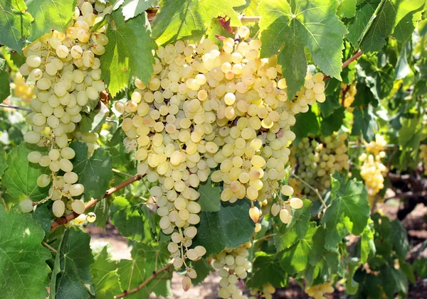 Dojrzałe zielonych winogron — Zdjęcie stockowe