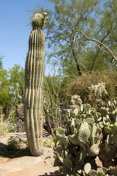 Wysokie kaktusowe — Zdjęcie stockowe