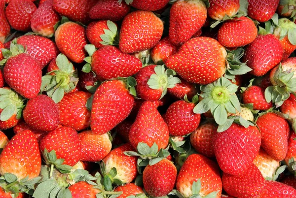 stock image Ripe berries of strawberry