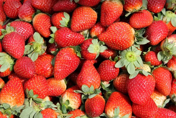Ripe berries of strawberry Stock Image