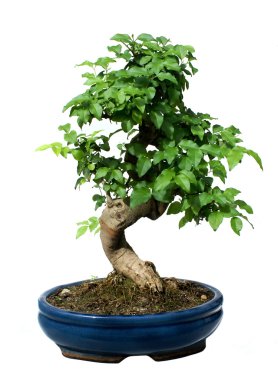 Bonsai Ağacı