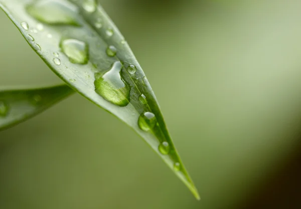 stock image Green leaf