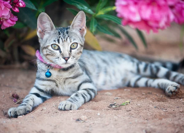Piccolo gattino sulla natura — Foto Stock