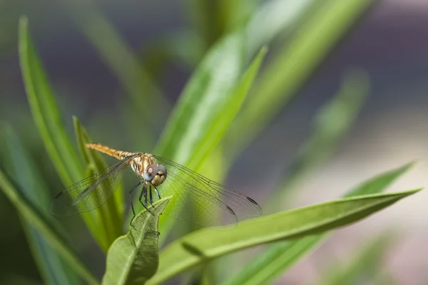 蜻蜓 — 图库照片