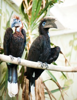 Species of birds hornbills clipart