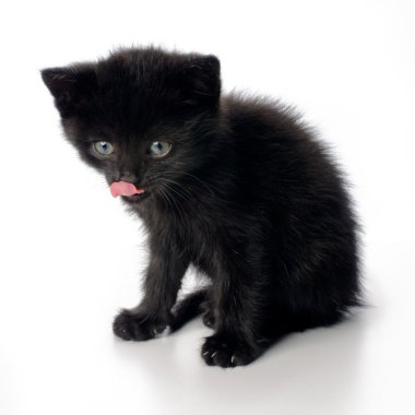 Fanny siyah yavru kedi