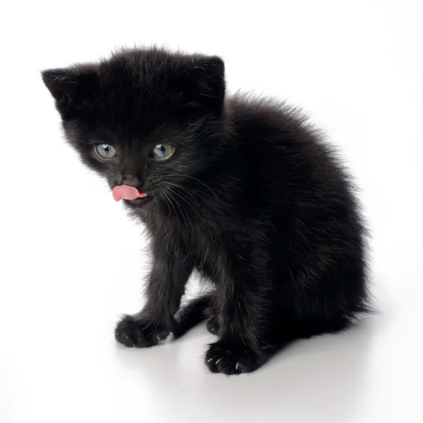 stock image Fanny black kitten