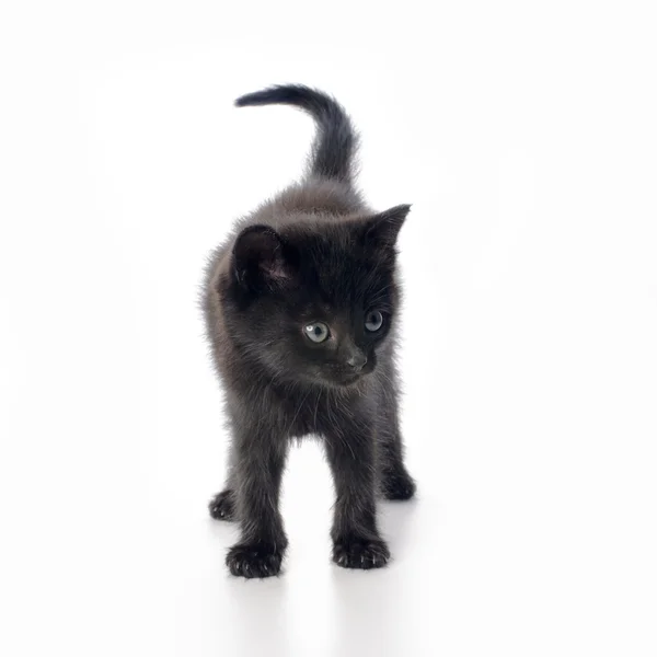 Fanny siyah yavru kedi — Stok fotoğraf