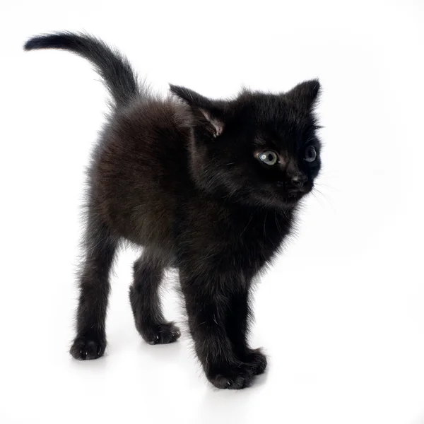 stock image Scared black kitten