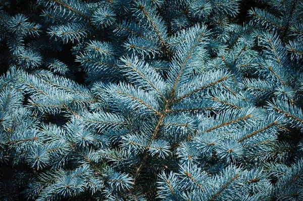 Mavi ladin dikenli dalları — Stok fotoğraf