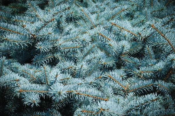 Stock image Prickly branches of blue spruce