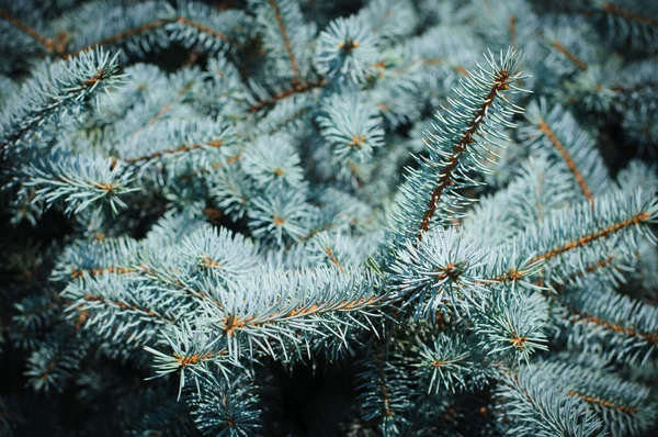 stock image Prickly branches of blue spruce