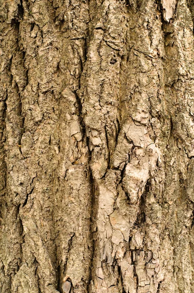 Meşe ağacının kabuğu — Stok fotoğraf