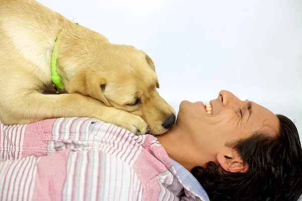 Labrador dog kissing his owner — Stock Photo, Image