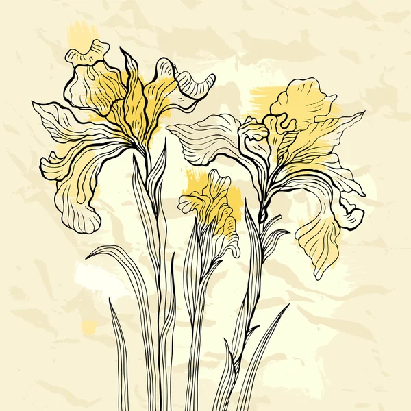 Εικονογράφηση φορέας λουλούδι Ίρις. — Διανυσματικό Αρχείο