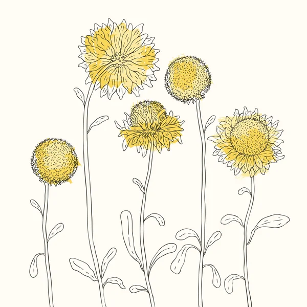 白色背景上的黄色向日葵 — 图库矢量图片