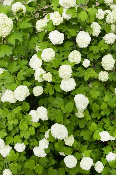 Зеленый кустарник с белыми цветами — стоковое фото